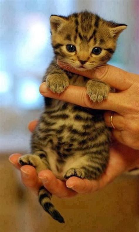 192 Best Rare Cat Breeds Images On Pinterest