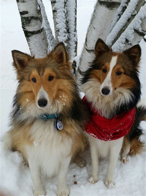 Cute Shelties Ivy And Tuckers First Snow Sheltie Winter Dog