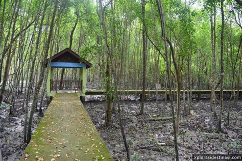 Hutan Paya Bakau Taman Alam Kuala Selangor 5 Xplorasi Destinasi