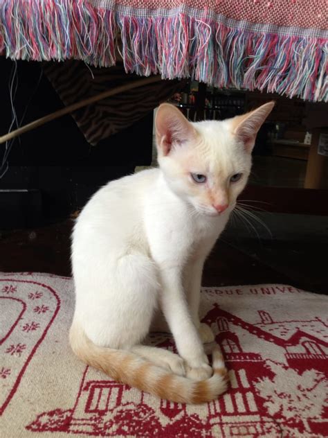 The flame point siamese cat (also known as the red point), along with related colors apricot and cream (its dilute form), were introduced into the siamese flame points are not officially recognized by the cfa and are instead considered colorpoint shorthairs. A gorgeous flame point Siamese kitten! - Yelp