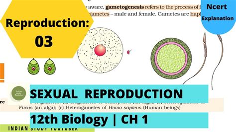Reproduction 03 Reproduction In Organismssexual Reproduction 12th Bio Ch 1 Youtube
