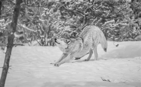 Beautiful Grey Wolves West Yellowstone Wolves Montana Winter Wolfpack