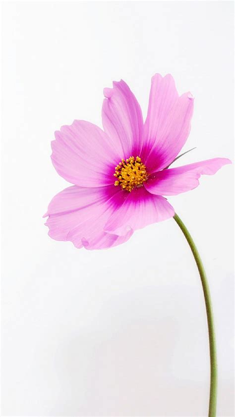 Gambar Bunga Cantik Untuk Wallpaper Hp 50 Wallpaper Bunga Hd Paling