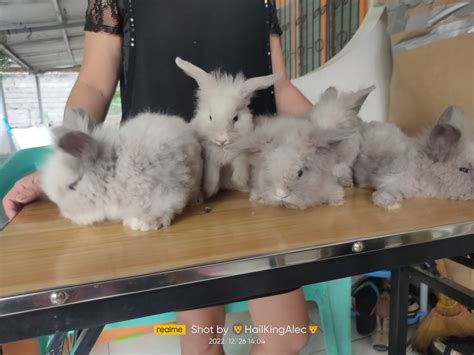 Pure Lionhead Rabbits Pet Finder Philippines Buy And Sell Pets Online
