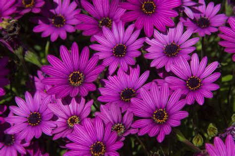 Background Purple African Daisies Free Stock Photo Public Domain Pictures