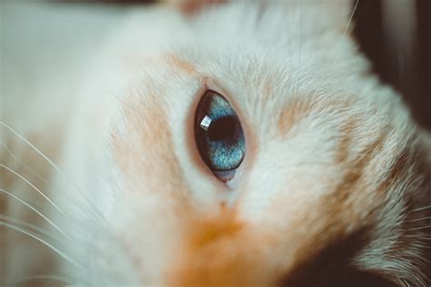 Close Up Photo Of Orange Tabby Cat With Blue Eyes · Free Stock Photo