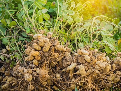 Peanut Plant Stock Photos Pictures And Royalty Free Images Istock