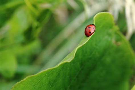 Free Images Nature Grass Flower Green Insect Ladybug Bug Fauna