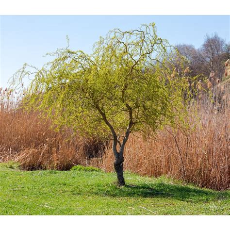 Online Orchards 3 Ft 4 Ft Tall Bare Root Corkscrew Willow Tree