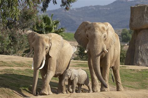 The San Diego Zoo And San Diego Zoo Safari Park Are Now Open