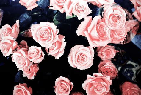 Pink Roses Aesthetic Wallpapers Wallpaper Cave