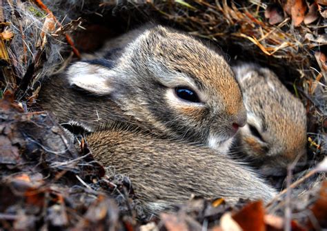 Lifes A Snapshot Baby Rabbits Are Best Left Alone Not Rescued