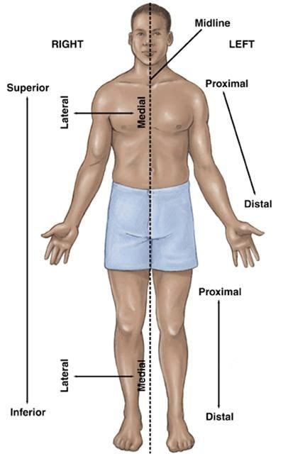 They also have a role in ventilation; superior inferior - Google Search | Human anatomy and ...