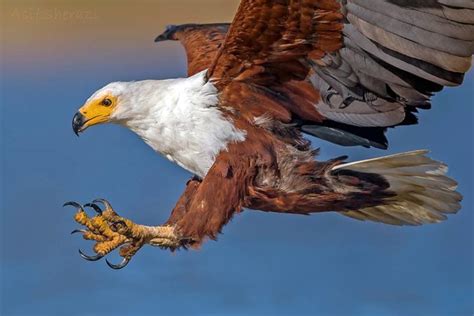 Top 25 Birds Of Africa National Geographic Society Newsroom