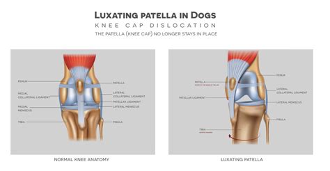 Dogs Luxating Patella Ino Pets Parents Network