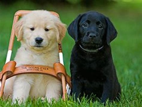 Puppies To Visit Newark Airport For Guide Dog Training