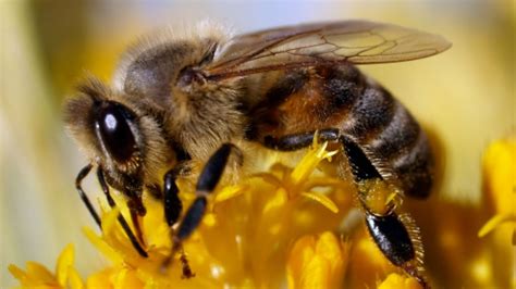 Global Honey Glut Stinging Manitoba Beekeepers Manitoba Cbc News