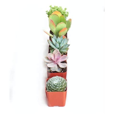 Shop Succulents Assortment Of Hand Selected Fully Rooted Live Indoor