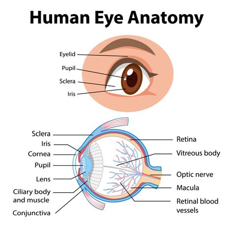 Eye Anatomy 16 Parts Of The Eye And Their Functions