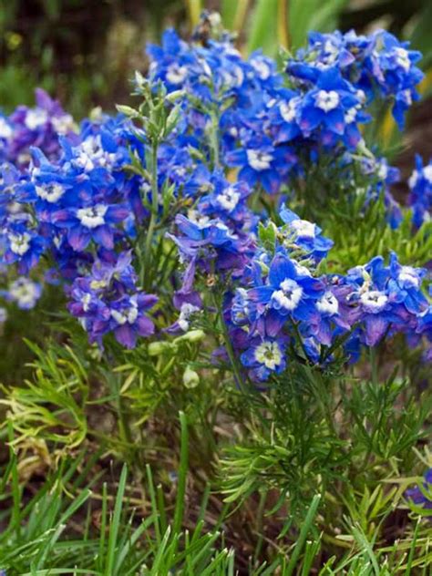 Learn more about the pointe's palm fountain show timings gravity is defied when you aim for the sky. Larkspur Flower Vs Delphinium - The Studio Apartments