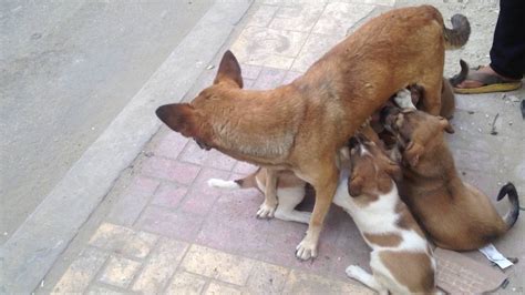 Mother Dog Feeding Its Puppies Youtube