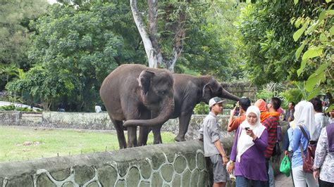 Kebun binatang ini sendiri pertama kali dibuka untuk umum pada bulan april 1918, dengan pengunjung harus membayar tiket masuk. Wisata Kebun Binatang Yogyakarta | Jogja Picnic
