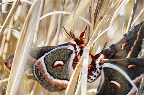 Cecropia Moths Mating In Rouge National Urban Park