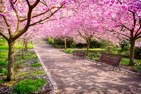 Cherry Tree Park In Full Bloom Stock Photo Download Image Now Istock