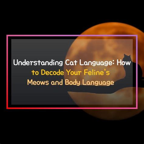 Understanding Cat Language How To Decode Your Feline S Meows And Body