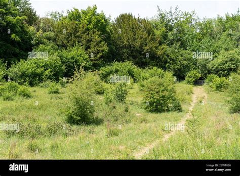 Homefield Wood Sssi Nature Reserve In Buckinghamshire England Uk An