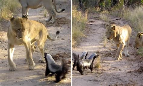The Fierce And Fearless Honey Badger Attacked The Lion Savagely And