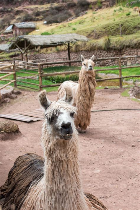 Alpacas At Awana Kancha 3 Days In The Sacred Valley Of Peru Lake