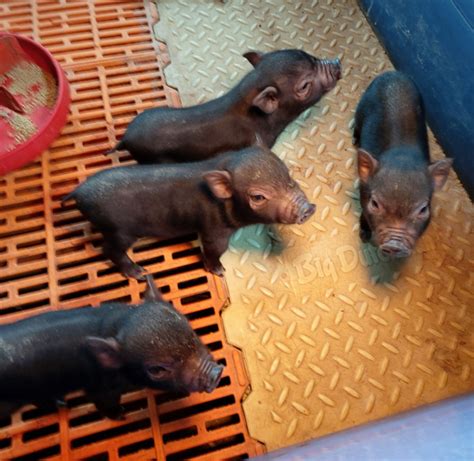 4 Con Lợn ỉ Nhân Bản đầu Tiên Tại Việt Nam Giờ Ra Sao
