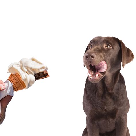 Dog With Ice Cream Free Stock Photo Public Domain Pictures