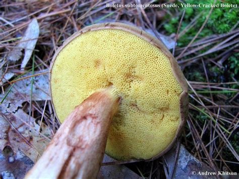 Wisconsin Mycological Society Mushroom Of The Month