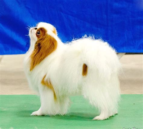 Past Specialty Winners And Archived Results Japanese Chin Club Of America