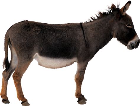 Donkey Png Clipart Transparent Png Download