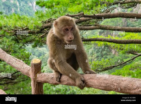 Huangshan Short-tailed Macaque, Macaca thibetana huangshanensis, Yellow