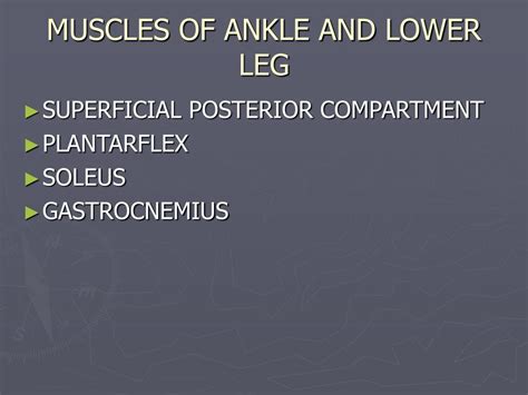 Ppt The Ankle And Lower Leg Powerpoint Presentation Free Download Id