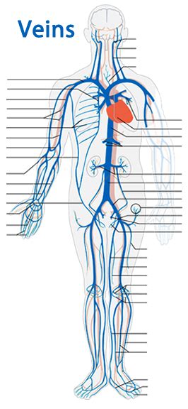 Anatomy Label Major Arteries And Veins 31 Major Systemic Arteries And