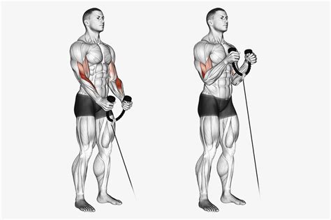 Cable Bicep Curls A Complete Guide To Sweat Your Biceps Dmoose