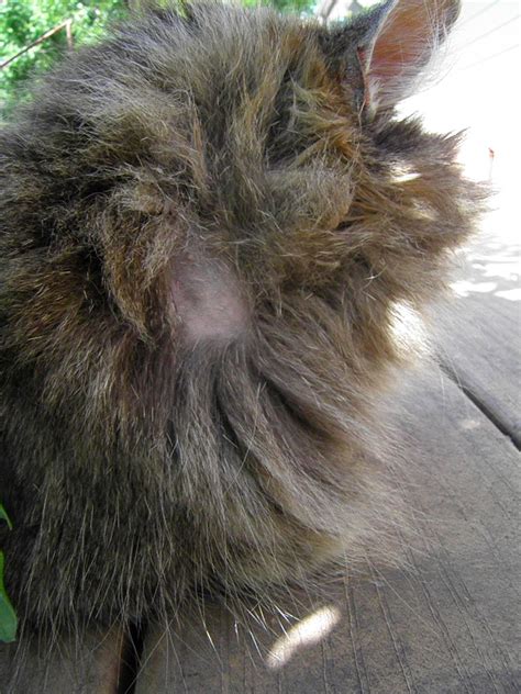 Ringworm is a disease and you shouldn't handle cats when they have this. Just A Pup: Baldy