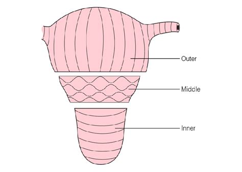 Browse the use examples 'myometrium' in the great english corpus. Female Reproductive Tract - Nurse Practitioner 548 with ...