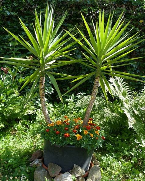 In bright or high light settings, allow the top 1/4 or 1/3 of soil to dry out before watering well. Yucca: Plant Varieties, How To Grow and Care | Florgeous ...