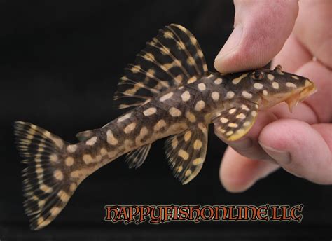 L082 Opal Spot Cigar Pleco Insanely Rare To Find These As Live Wc Fish
