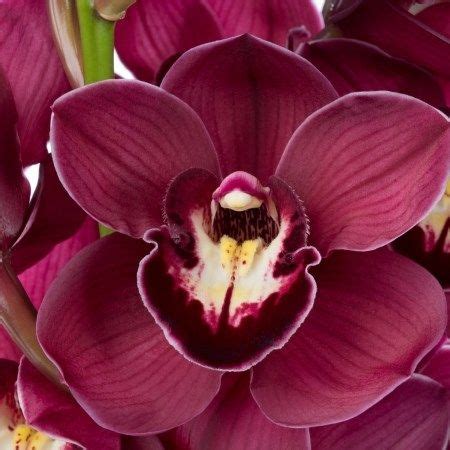 Cymbidium Orchid Riley Is A Strong Seasonal Red Cut Tropical Orchid