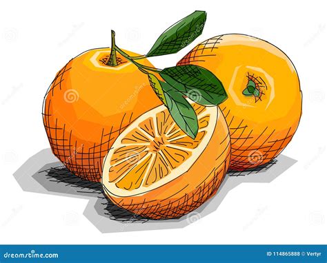 Ejemplo Del Vector De Las Naranjas De La Fruta Del Dibujo Ilustración