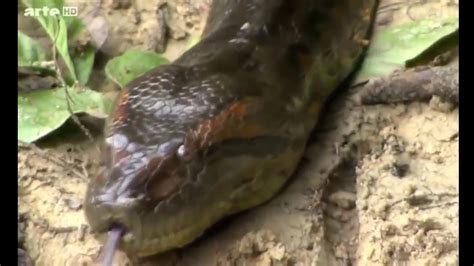 Worlds Biggest Snake Found In Amazon River Biggest Python Snake