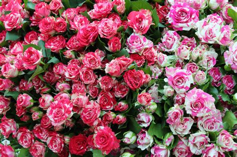 Close Up Of Bunch Of Freshly Cut Striped Roses Stock Photo Image Of