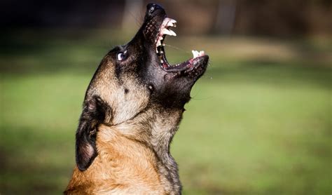 20 Mislabeled Aggressive Dog Breeds That Need Lots Of Training